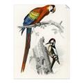 Picture of Feathered Friends _GroupedProduct_Rectangle_Portrait_Unframed_Print_Only_