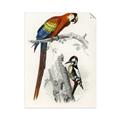 Picture of Feathered Friends _GroupedProduct_Rectangle_Portrait_Unframed_Print_Only_