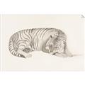 Picture of Tiger Time _GroupedProduct_Rectangle_Landscape_Unframed_Print_Only_