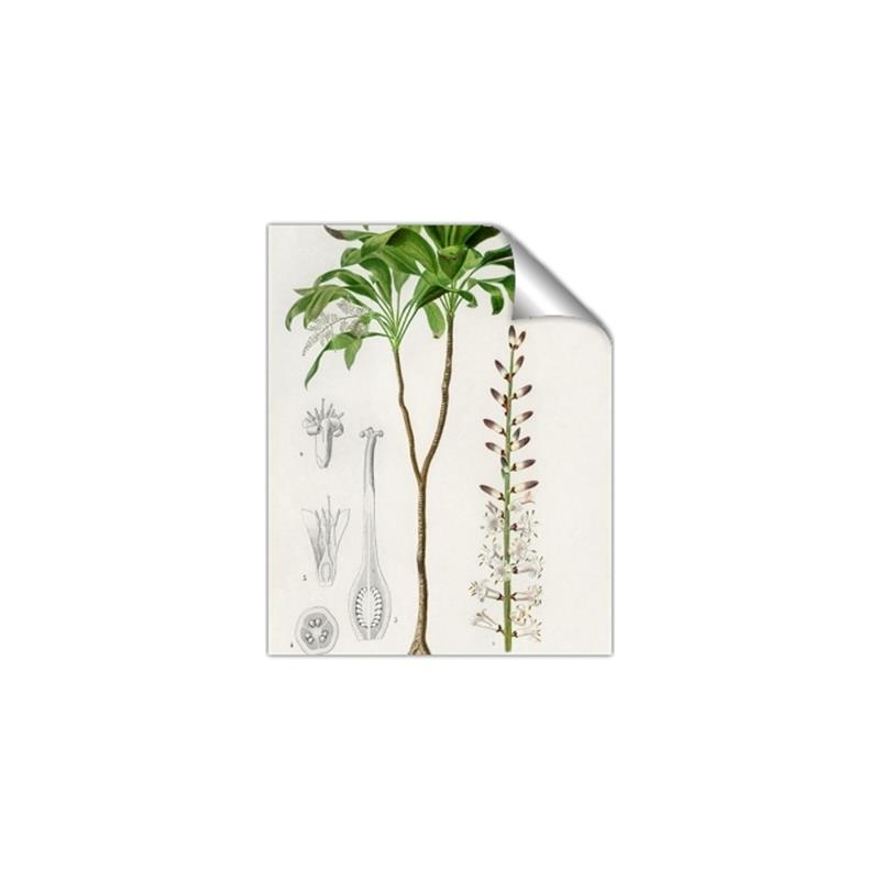 Picture of Palm Botanical _GroupedProduct_Rectangle_Portrait_Unframed_Print_Only_