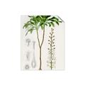 Picture of Palm Botanical _GroupedProduct_Rectangle_Portrait_Unframed_Print_Only_
