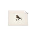 Picture of Wood Lark Bird _GroupedProduct_Rectangle_Landscape_Unframed_Print_Only_