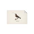 Picture of Wood Lark Bird _GroupedProduct_Rectangle_Landscape_Unframed_Print_Only_