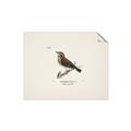Picture of Wood Lark Bird _GroupedProduct_Rectangle_Landscape_Unframed_Print_Only_