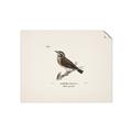 Picture of Wood Lark Bird _GroupedProduct_Rectangle_Landscape_Unframed_Print_Only_