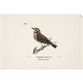 Picture of Wood Lark Bird _GroupedProduct_Rectangle_Landscape_Unframed_Print_Only_
