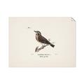 Picture of Wood Lark Bird _GroupedProduct_Rectangle_Landscape_Unframed_Print_Only_