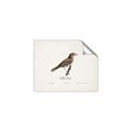 Picture of Turdus _GroupedProduct_Rectangle_Landscape_Unframed_Print_Only_