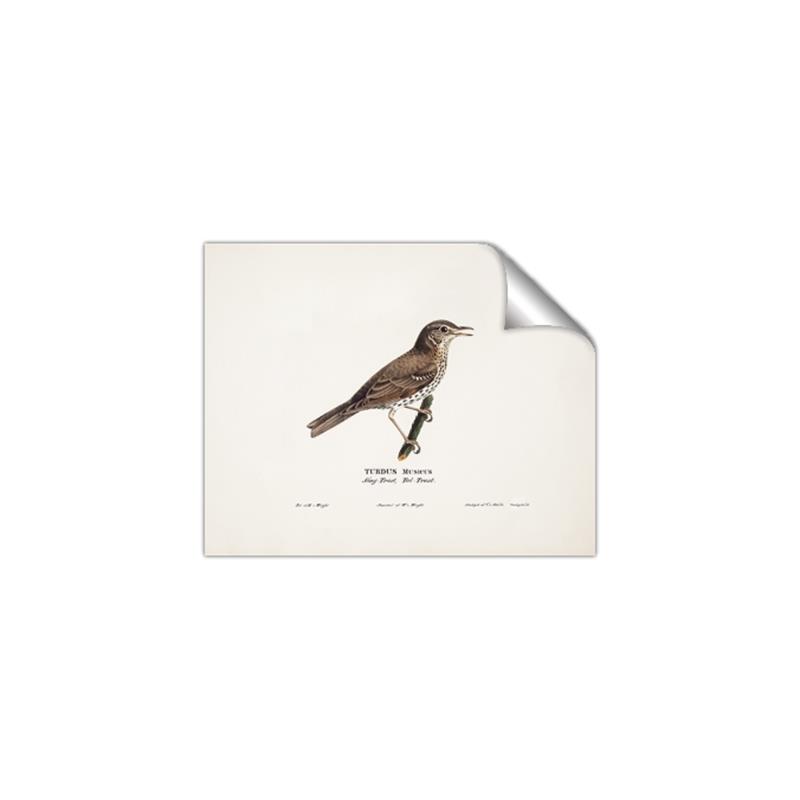 Picture of Turdus _GroupedProduct_Rectangle_Landscape_Unframed_Print_Only_