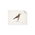 Picture of Turdus _GroupedProduct_Rectangle_Landscape_Unframed_Print_Only_