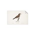 Picture of Turdus _GroupedProduct_Rectangle_Landscape_Unframed_Print_Only_