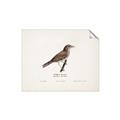 Picture of Turdus _GroupedProduct_Rectangle_Landscape_Unframed_Print_Only_