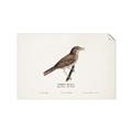 Picture of Turdus _GroupedProduct_Rectangle_Landscape_Unframed_Print_Only_