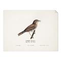 Picture of Turdus _GroupedProduct_Rectangle_Landscape_Unframed_Print_Only_