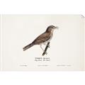 Picture of Turdus _GroupedProduct_Rectangle_Landscape_Unframed_Print_Only_