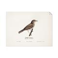 Picture of Turdus _GroupedProduct_Rectangle_Landscape_Unframed_Print_Only_