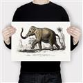 Picture of Indian Elephant _GroupedProduct_Rectangle_Landscape_Canvas_