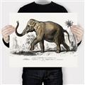 Picture of Indian Elephant _GroupedProduct_Rectangle_Landscape_Canvas_