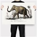 Picture of Indian Elephant _GroupedProduct_Rectangle_Landscape_Canvas_