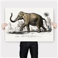 Picture of Indian Elephant _GroupedProduct_Rectangle_Landscape_Canvas_
