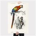Picture of Feathered Friends _GroupedProduct_Rectangle_Portrait_Canvas_