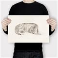 Picture of Tiger Time _GroupedProduct_Rectangle_Landscape_Canvas_