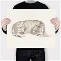 Picture of Tiger Time _GroupedProduct_Rectangle_Landscape_Canvas_