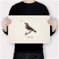 Picture of Wood Lark Bird _GroupedProduct_Rectangle_Landscape_Canvas_