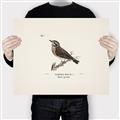 Picture of Wood Lark Bird _GroupedProduct_Rectangle_Landscape_Canvas_