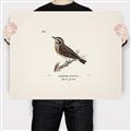Picture of Wood Lark Bird _GroupedProduct_Rectangle_Landscape_Canvas_