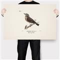 Picture of Wood Lark Bird _GroupedProduct_Rectangle_Landscape_Canvas_