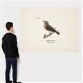 Picture of Wood Lark Bird _GroupedProduct_Rectangle_Landscape_Canvas_
