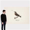 Picture of Wood Lark Bird _GroupedProduct_Rectangle_Landscape_Canvas_