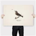 Picture of Wood Lark Bird _GroupedProduct_Rectangle_Landscape_Canvas_