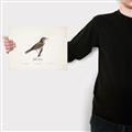 Picture of Turdus _GroupedProduct_Rectangle_Landscape_Canvas_