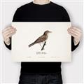 Picture of Turdus _GroupedProduct_Rectangle_Landscape_Canvas_