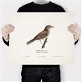 Picture of Turdus _GroupedProduct_Rectangle_Landscape_Canvas_