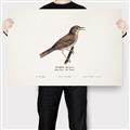 Picture of Turdus _GroupedProduct_Rectangle_Landscape_Canvas_