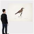 Picture of Turdus _GroupedProduct_Rectangle_Landscape_Canvas_