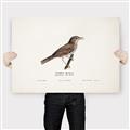 Picture of Turdus _GroupedProduct_Rectangle_Landscape_Canvas_