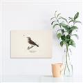 Picture of Wood Lark Bird _GroupedProduct_Rectangle_Landscape_Canvas_