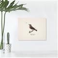 Picture of Wood Lark Bird _GroupedProduct_Rectangle_Landscape_Canvas_