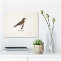 Picture of Turdus _GroupedProduct_Rectangle_Landscape_Canvas_