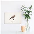 Picture of Turdus _GroupedProduct_Rectangle_Landscape_Canvas_