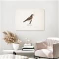 Picture of Turdus _GroupedProduct_Rectangle_Landscape_Canvas_