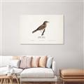 Picture of Turdus _GroupedProduct_Rectangle_Landscape_Canvas_