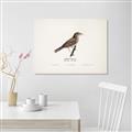 Picture of Turdus _GroupedProduct_Rectangle_Landscape_Canvas_