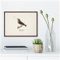 Picture of Wood Lark Bird _GroupedProduct_Rectangle_Landscape_Canvas_Framed_