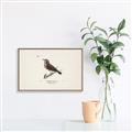 Picture of Wood Lark Bird _GroupedProduct_Rectangle_Landscape_Canvas_Framed_