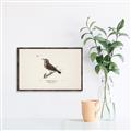 Picture of Wood Lark Bird _GroupedProduct_Rectangle_Landscape_Canvas_Framed_